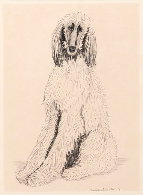 Drawing of a long-haired dog sitting on its hind legs