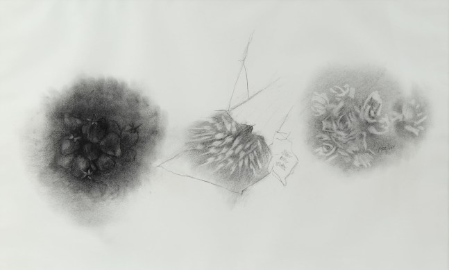 Fraises, Radis, Roses,&amp;nbsp;1964, charcoal on paper, 29 5/8 x 42 3/8 inches