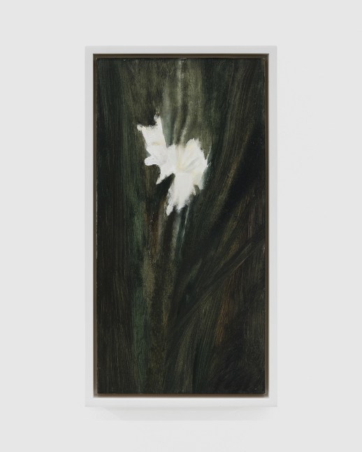 Ellen Sieber, white gladiolus