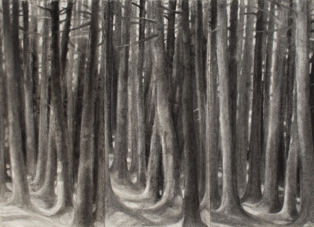 Woods near Preble Cove (triptych), before 1970, charcoal on paper, 13 1/2 x 18 3/4 inches