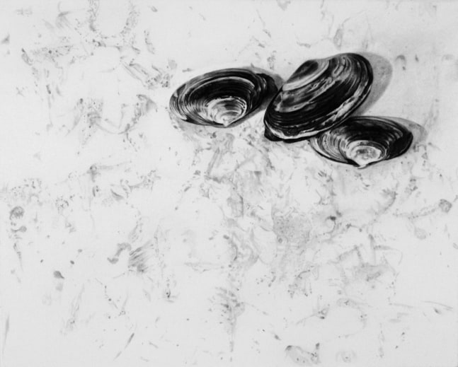Realistic graphite drawing of three clamshells on a white surface