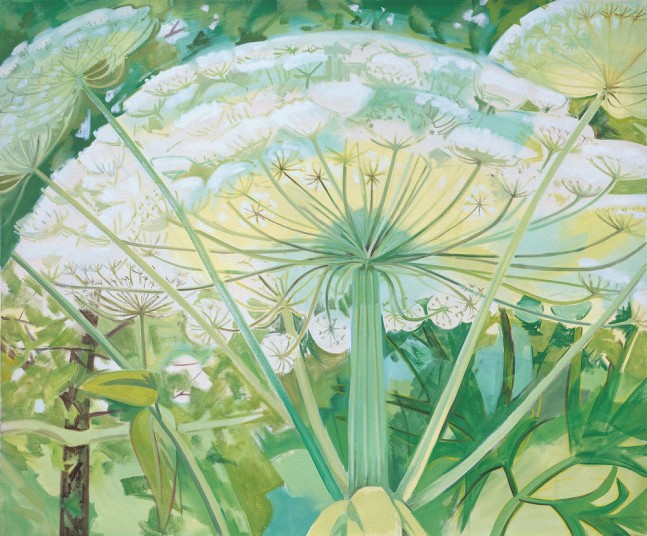 Cow Parsnip in Sunlight, 2003, oil on linen, 50 x 60 inches
