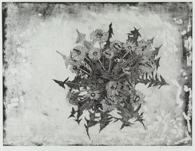 Black and white etching of a cluster of wildflowers on a white ground