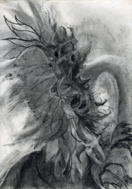Sunflower (July &amp;lsquo;90), 1990, charcoal on paper, 10 1/2 x 7 3/8 inches
