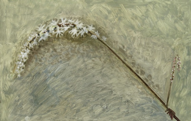 Black Cohosh Bloom, 2018, oil on Masonite, 11 x 17 inches