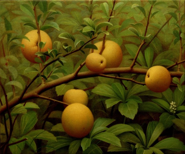 Painting of a branch of a quince tree, with six quince growing from the branch surrounded by thick leaves