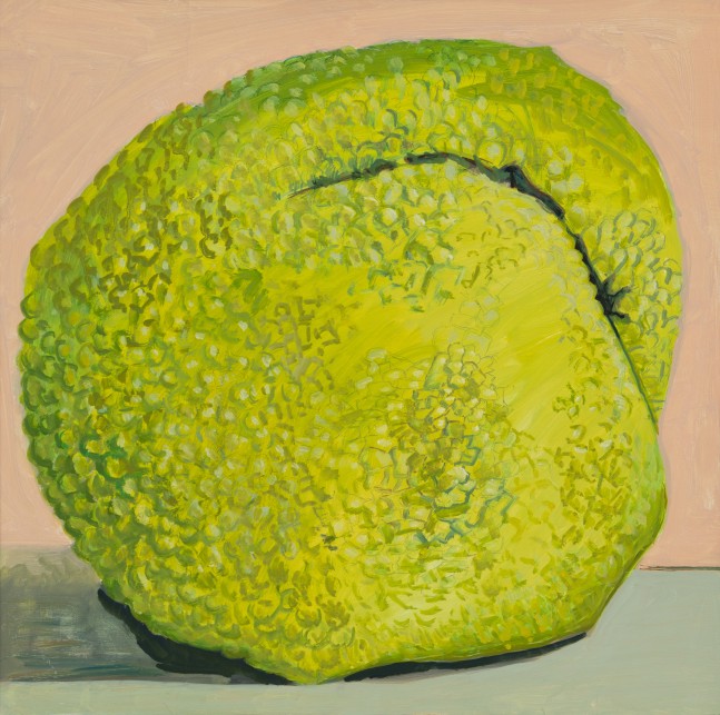 Osage Orange, 2023, oil on Masonite, 15 7/8 x 16 inches