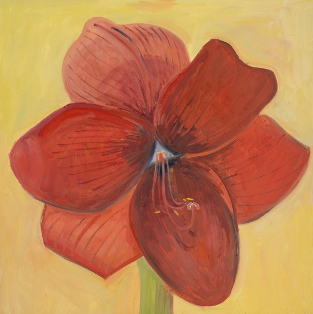 Red Amaryllis, 2024, oil on Masonite, 16 x 16 inches