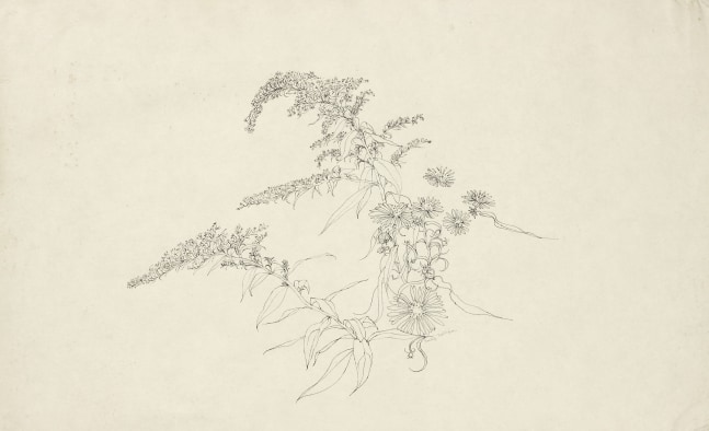 Ink drawing of a group of plants and flowers