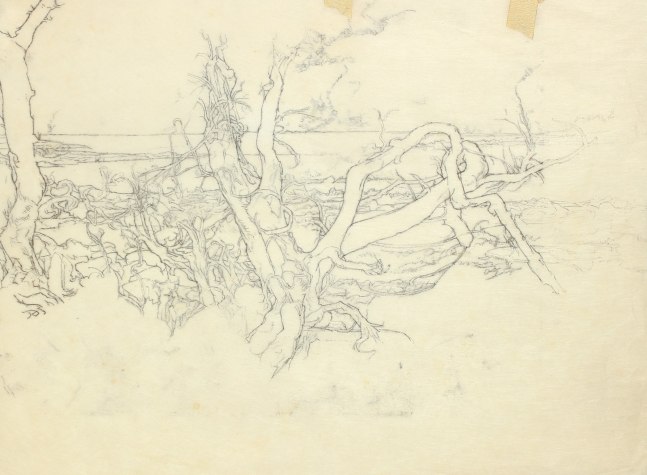 Graphite drawing of a group of fallen and dead trees with the sea in the background