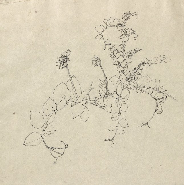 Ink drawing of a flowering plant