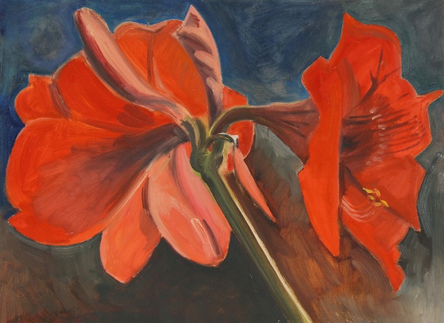 Amaryllis, 2009, oil on Masonite, 10 7/8 x 14 7/8 inches