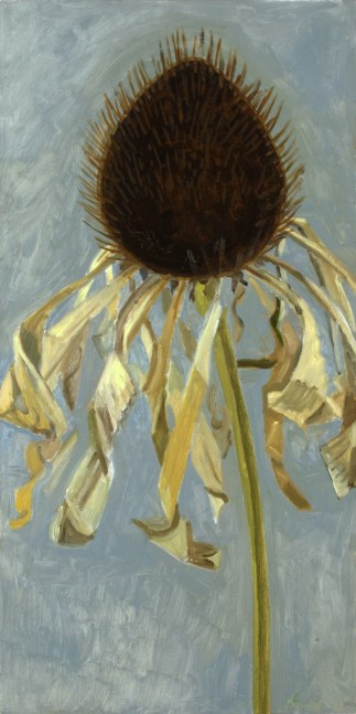 Painting of the head of a dried flower against a blue-grey background