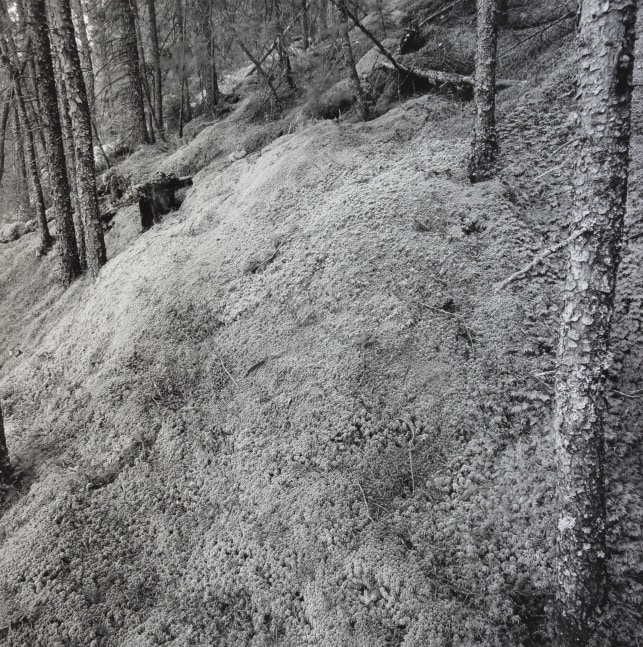 Black and white photograph of a mound of moss in the forest
