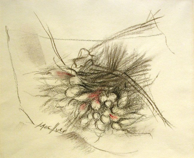 Radis, 1956, charchoal and pastel on paper, 9 3/4 x 12 1/2 inches