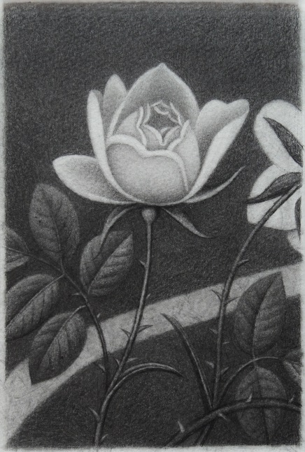 Drawing of a two white roses, on in the center and one off to the side, on a dark background