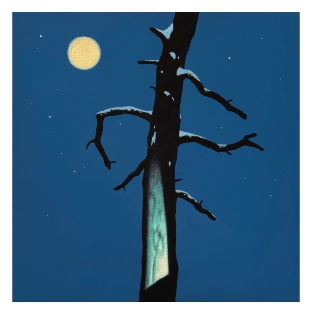 Dead Conifer in Snow 2