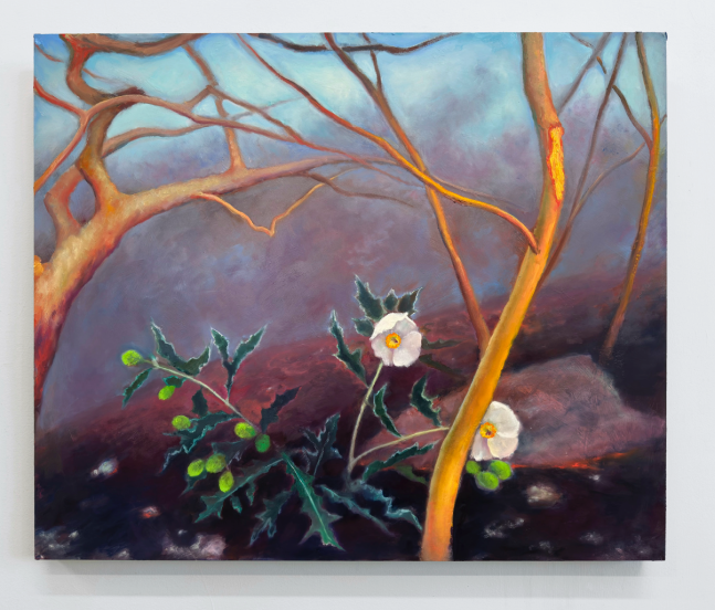 Fire Follower: Prickly Poppy