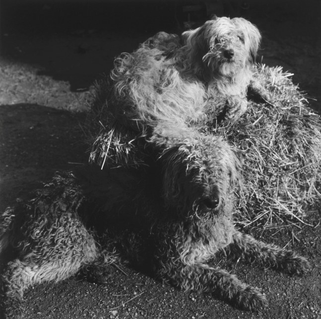 Peter Hujar

Two Dogs, Westtown, 1978

VINTAGE GELATIN SILVER

14-3/4&amp;quot; &amp;times; 14-3/4&amp;quot; (37.5 cm &amp;times; 37.5 cm), image
19-7/8&amp;quot; &amp;times; 16&amp;quot; (50.5 cm &amp;times; 40.6 cm), paper