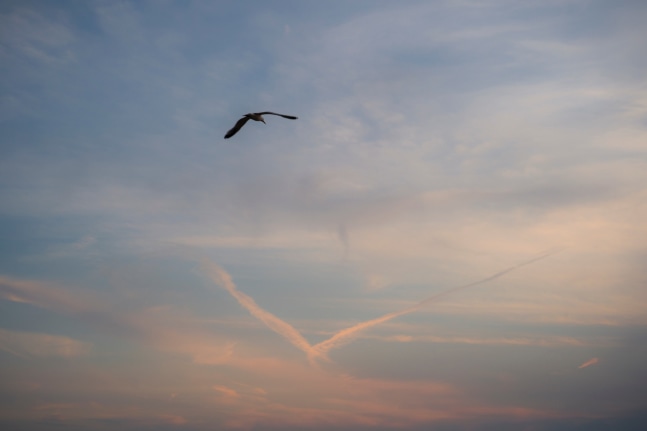 Clark Winter, Bird and Bird, 2022