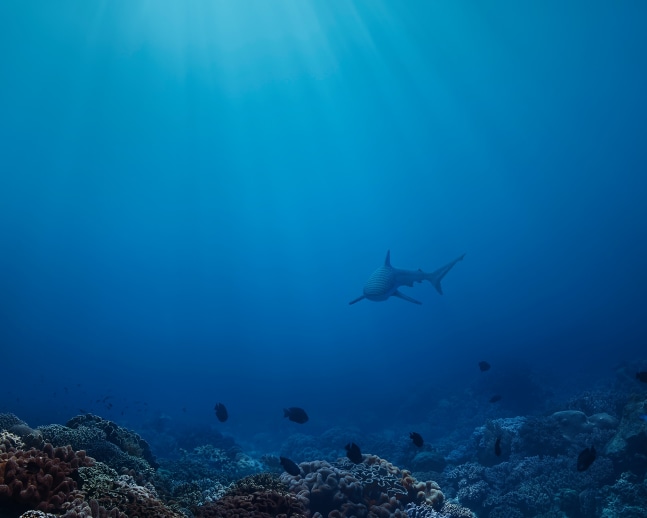 Dean West &amp; Nathan Sawaya  Reef Shark, PERNiCiEM