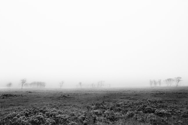 Christophe von Hohenberg, Fog on Nantucket Serengeti #1, 2025