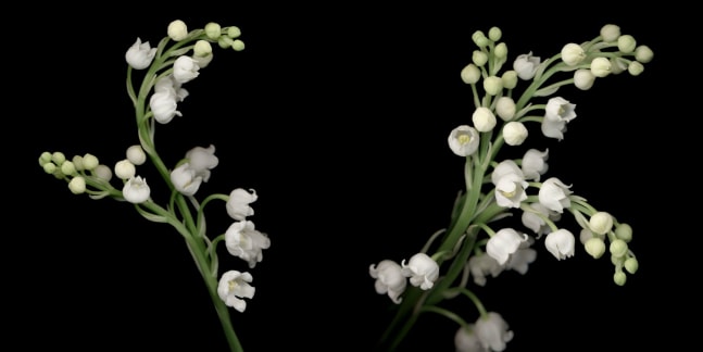 Joyce Tenneson, Lily of the Valley