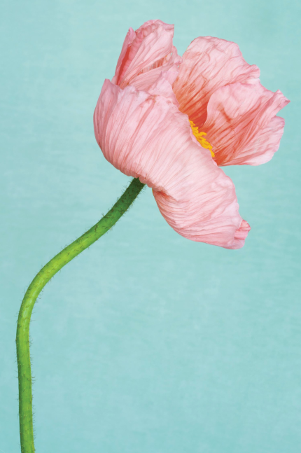 Lisa Pearlman, Peach Poppy