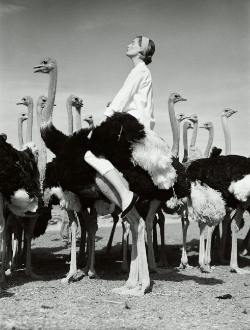 Norman Parkinson  Wenda and Ostriches