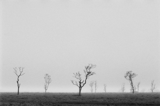 Christophe von Hohenberg, Fog on Nantucket Serengeti #2, 2025