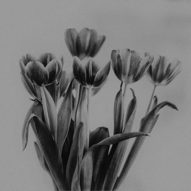 Vincent Ricardel, Black Tulips, 2025