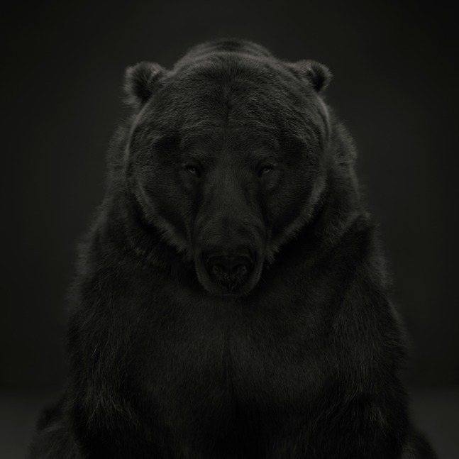 Dean West, Kodiak Bear # 1, American West, 2024