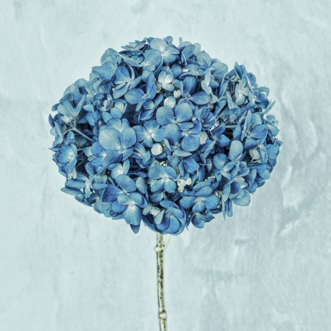 Lisa Pearlman, Blue Bliss