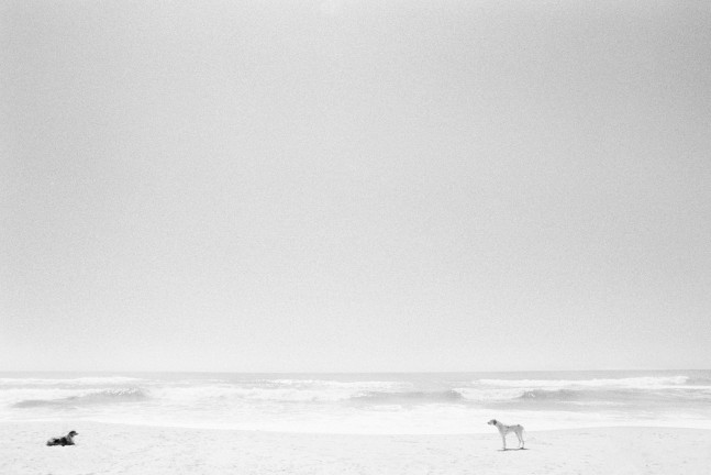 Christophe von Hohenberg  Two dogs social distancing