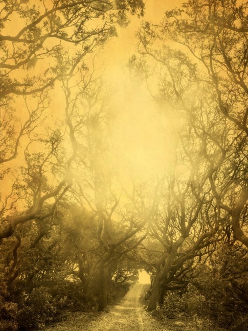 Joyce Tenneson, Mystical Trees