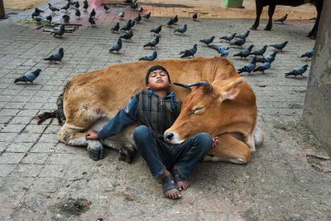 Steve McCurry   Boy Rests Against a Cow. Kathmandu, Nepal