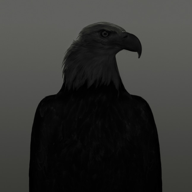 Dean West  Bald Eagle # 2, American West, 2025