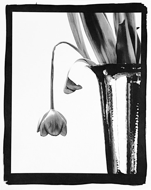 Vincent Ricardel, Sleeping Tulip, 2025