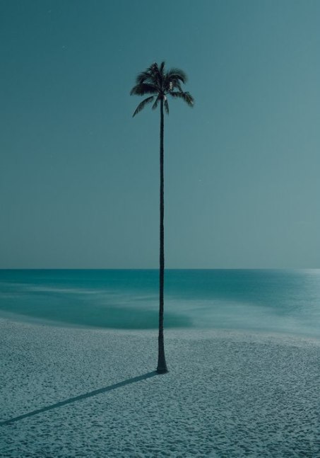 Dean West, Palma de la Noche, The Palms, 2021