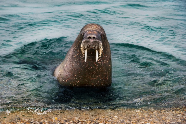 Steve McCurry   Walrus Emerges from Water, Arctic Region