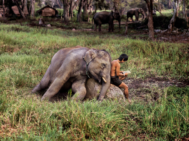 Steve McCurry   Mahout Reads with his Elephant. Chiang Mai, Thailand
