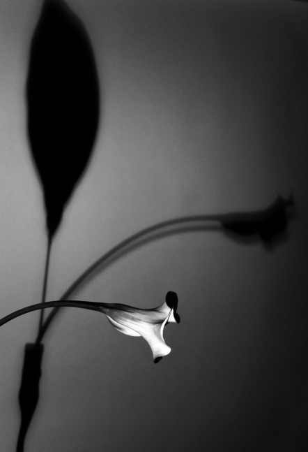 Christophe von Hohenberg, Untitled Flower Still Life II