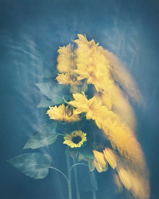 Joyce Tenneson, Sunflowers in Motion, 2021