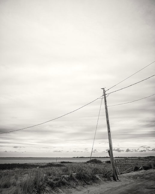 Vincent Ricardel, Gull on Guard, 2025