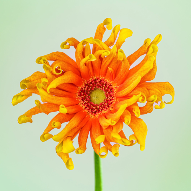 Lisa Pearlman, Venezia Gerbera