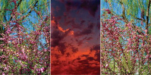 Blooming in a riot of color, 2007

color print on Kodak paper

57 1/8 x 113 3/8 in.