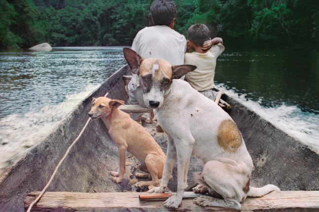 Two dogs riding in the back of a wooden canoe on a river.
