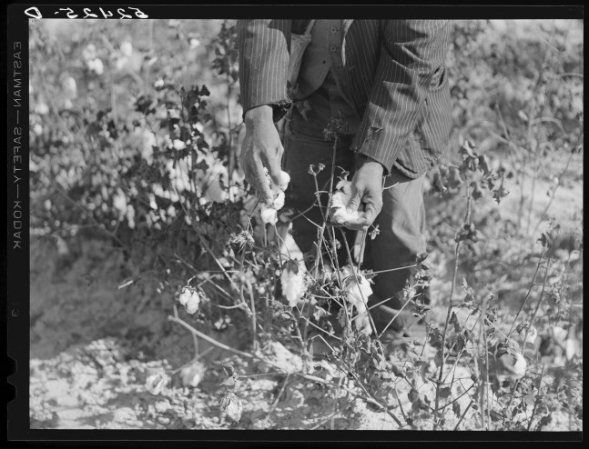 Picking cotton, Mississippi Delta, November 1939 (Courtesy Library of Congress)