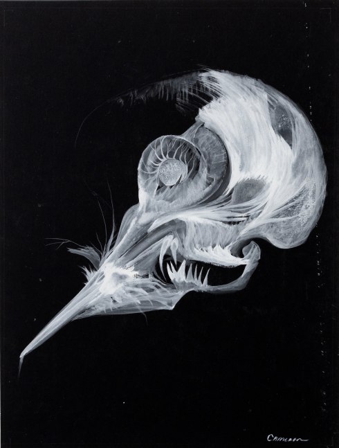 Fossil (Unicorn), 1958