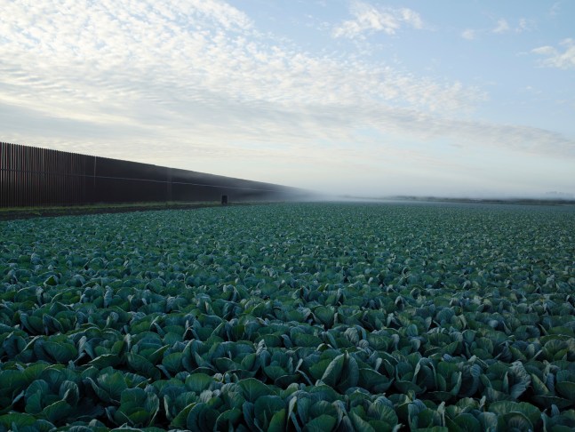 A photograph by Richard Misrach titled &quot;Cabbage Crop Near Brownsville, Texas&quot;, 2015 showing a field of cabbage and the border wall